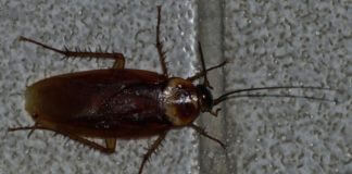 P2430573Cucaracha-Roja-Eco.JPG